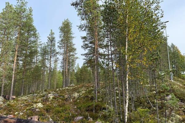 Tomt Blåbärsstigen 19