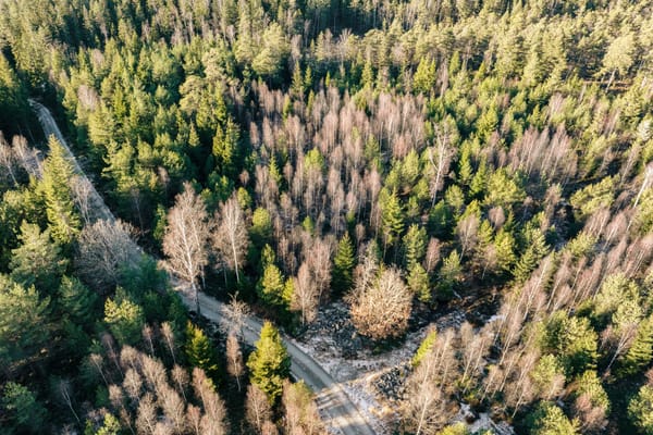 Svante Påhls väg x