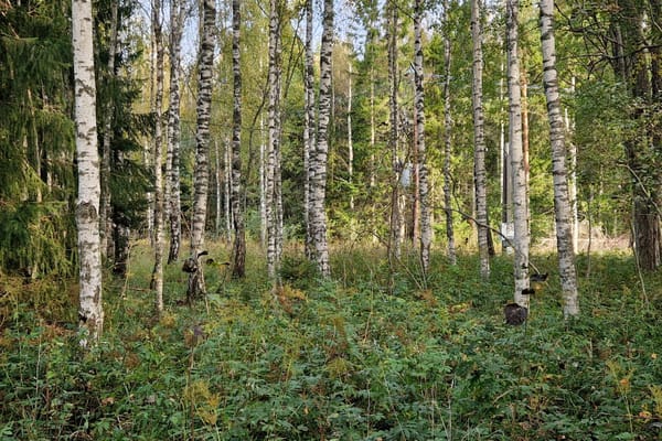 Tomt – Hållnäs, Tierp