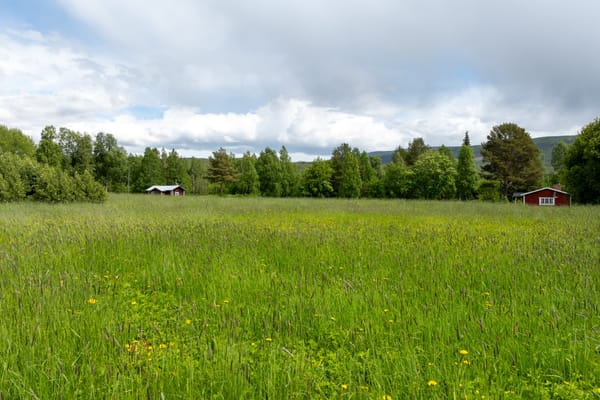 Risgränd 5